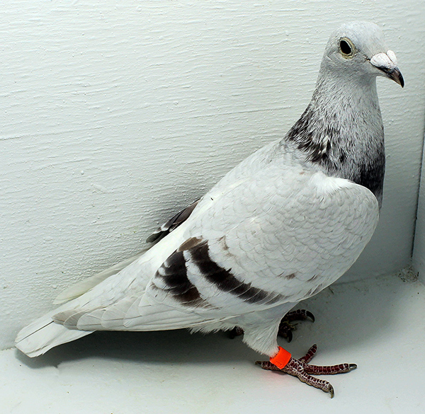 Band: 6888 IPB B 2025